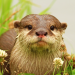 the-otter.png