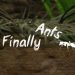 finally-ants-v2-51-mod-apk-kaynak-modificado
