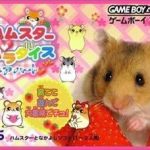 Download Hamster Paradise - Pure Heart (Evasion)