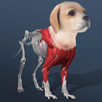 Download Idle Pet – Create cell by cell MOD APK v5.7 (Dinheiro Infinito)