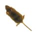 Download Mouse 1.1