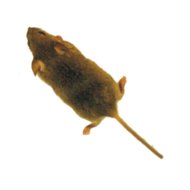 Download Mouse 1.1