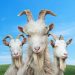 Download Goat Simulator 3 1.1.6.4
